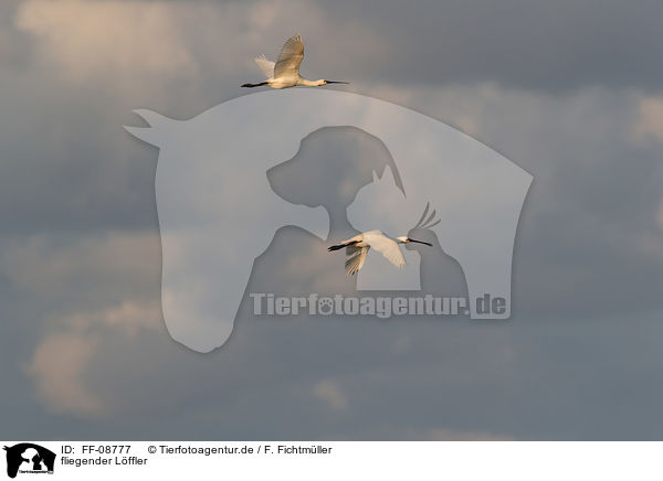 fliegender Lffler / flying White Spoonbill / FF-08777