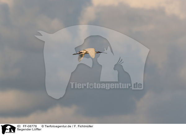 fliegender Lffler / flying White Spoonbill / FF-08778