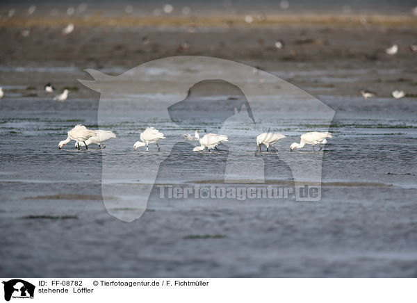 stehende  Lffler / standing White Spoonbill / FF-08782