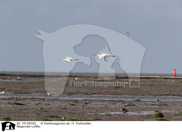 fliegender Lffler / flying White Spoonbill / FF-08783
