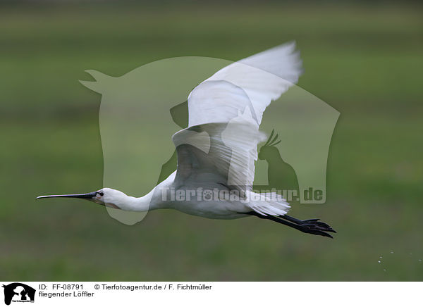 fliegender Lffler / flying White Spoonbill / FF-08791