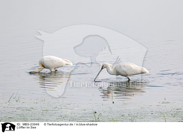 Lffler im See / common spoonbill in the sea / MBS-23948