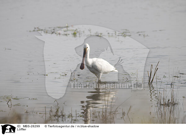 Lffler / white spoonbill / MBS-28299