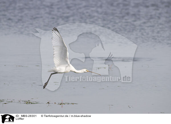Lffler / white spoonbill / MBS-28301