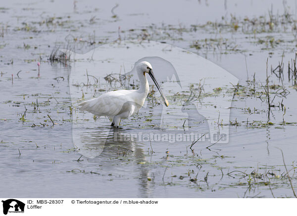 Lffler / white spoonbill / MBS-28307