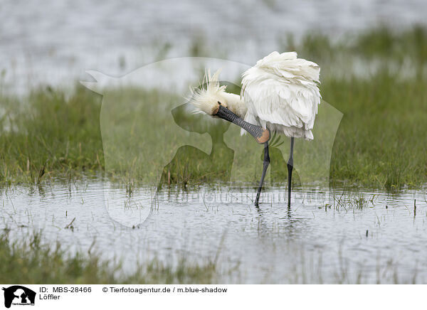 L�ffler / white spoonbill / MBS-28466