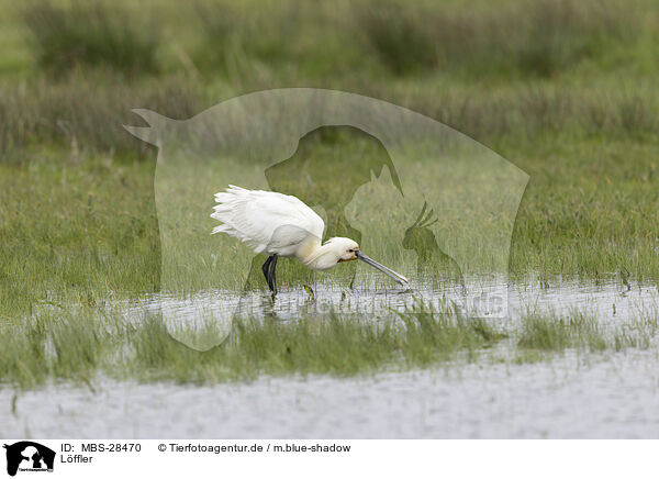 Lffler / white spoonbill / MBS-28470