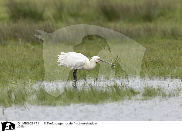 Lffler / white spoonbill / MBS-28471
