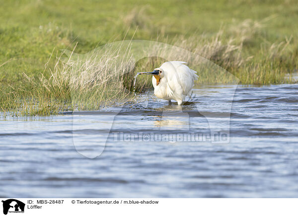 Lffler / white spoonbill / MBS-28487