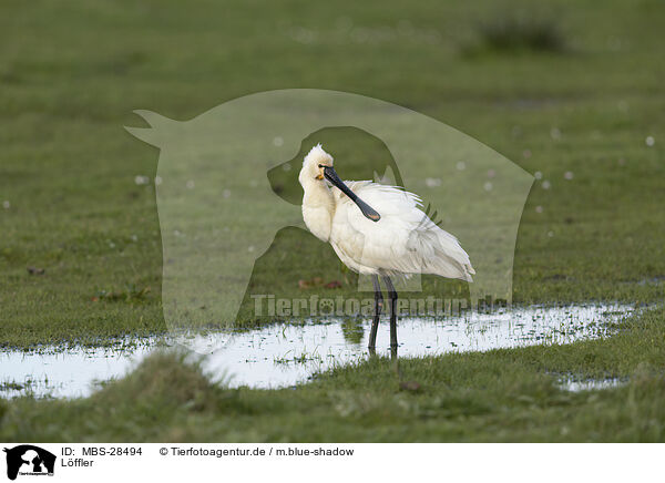 Lffler / white spoonbill / MBS-28494