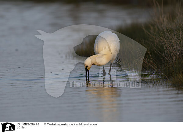 Lffler / white spoonbill / MBS-28498