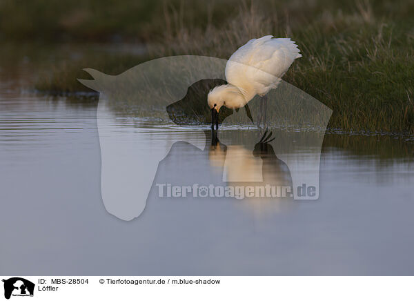 Lffler / white spoonbill / MBS-28504