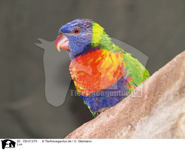 Lori / lory / CD-01370