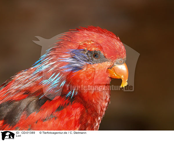 Lori / lory / CD-01389