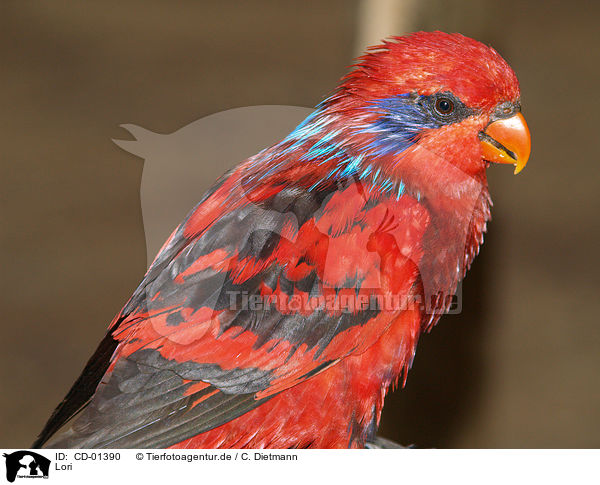 Lori / lory / CD-01390