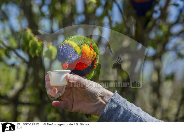 Lori / Vogelpark Marlow / SST-12912