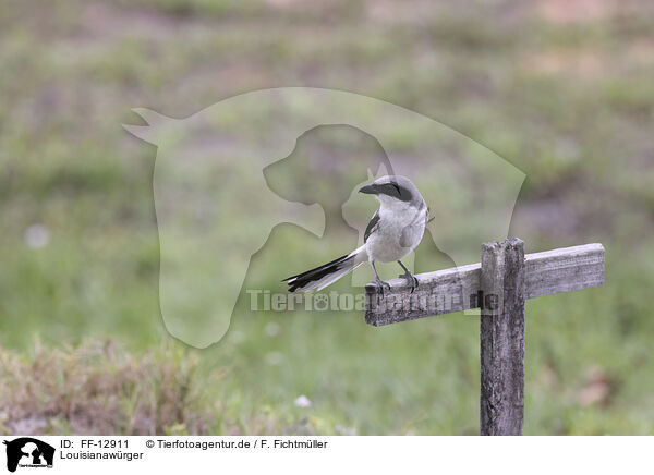 Louisianawrger / loggerhead shrike / FF-12911