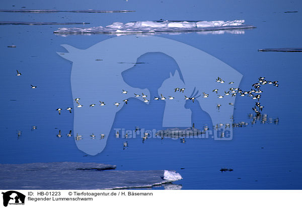 fliegender Lummenschwarm / flying of guillemots / HB-01223