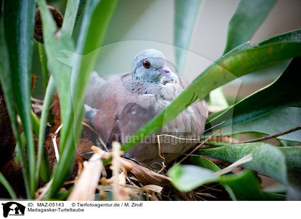 Madagaskar-Turteltaube / Madagascar turtle dove / MAZ-05143