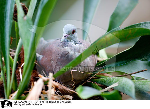 Madagaskar-Turteltaube / Madagascar turtle dove / MAZ-05144