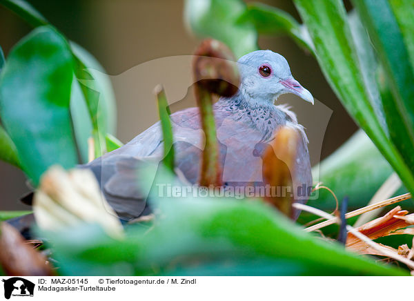 Madagaskar-Turteltaube / Madagascar turtle dove / MAZ-05145