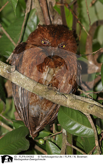 Madagaskar-Zwergohreule / Madagascar scops owl / FLPA-04582