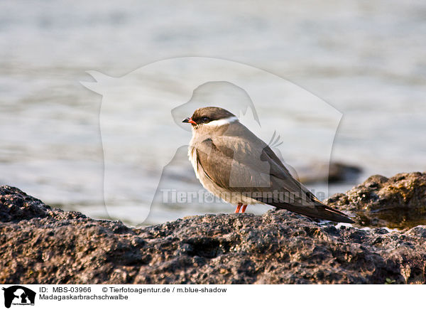 Madagaskarbrachschwalbe / Madagascar pratincole / MBS-03966