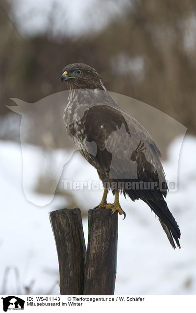 Musebussard im Winter / eurasian buzzard / WS-01143
