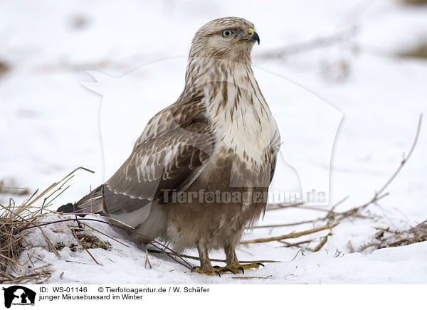 junger Musebussard im Winter / WS-01146