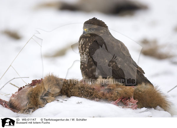 Bussard mit totem Fuchs / WS-01147