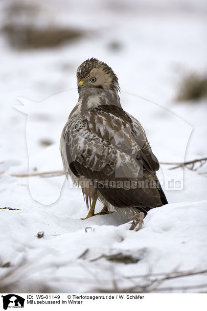 Musebussard im Winter / eurasian buzzard / WS-01149