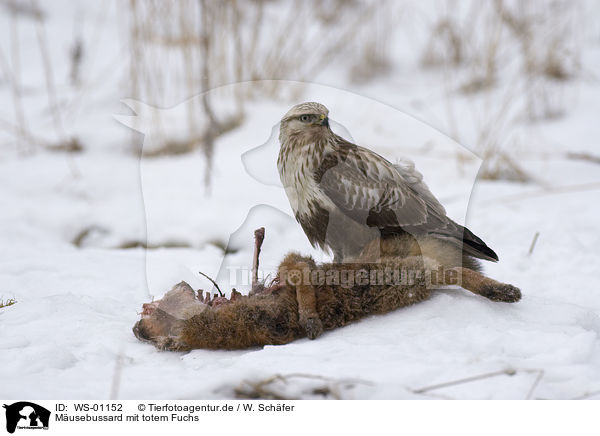 M�usebussard mit totem Fuchs / WS-01152