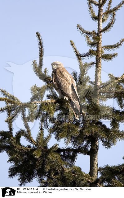 Musebussard im Winter / eurasian buzzard / WS-01154