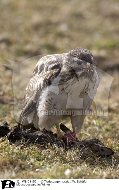 Musebussard im Winter / eurasian buzzard / WS-01155