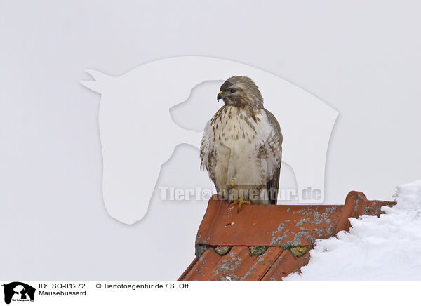 Musebussard / common buzzard / SO-01272