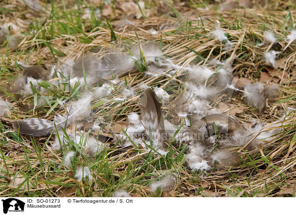 Musebussard / common buzzard / SO-01273