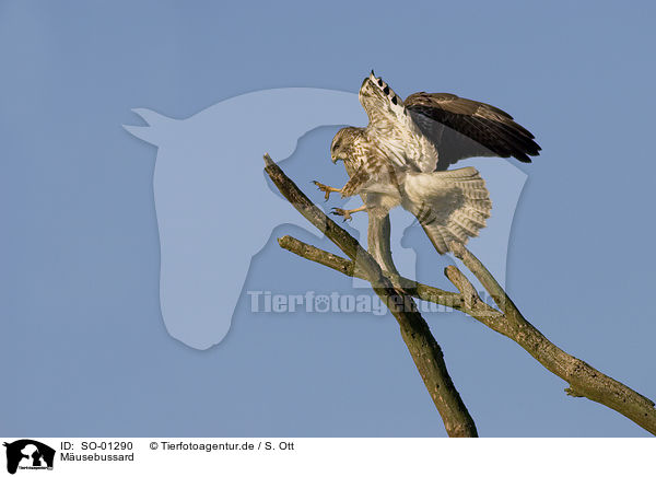 Musebussard / common buzzard / SO-01290