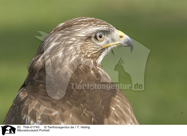 Musebussard Portrait / common buzzard portrait / THA-01740