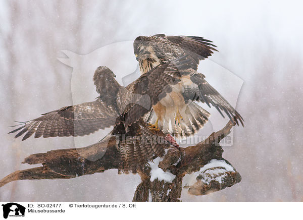 Musebussarde / Eurasian Buteo / SO-02477