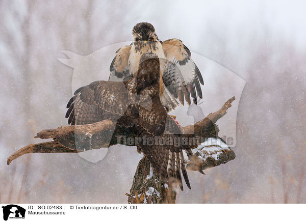 Musebussarde / Eurasian Buteo / SO-02483