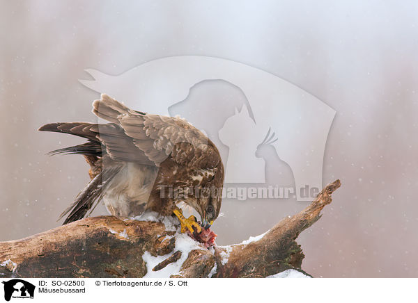 Musebussard / Eurasian Buteo / SO-02500