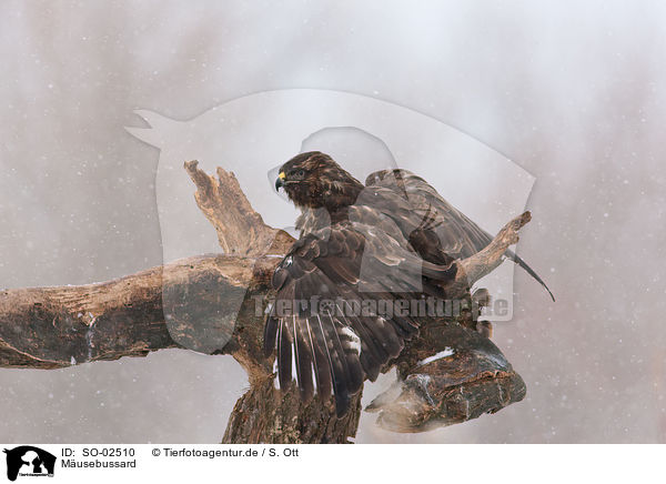 M�usebussard / SO-02510