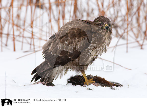 Musebussard / Eurasian Buteo / SO-02522