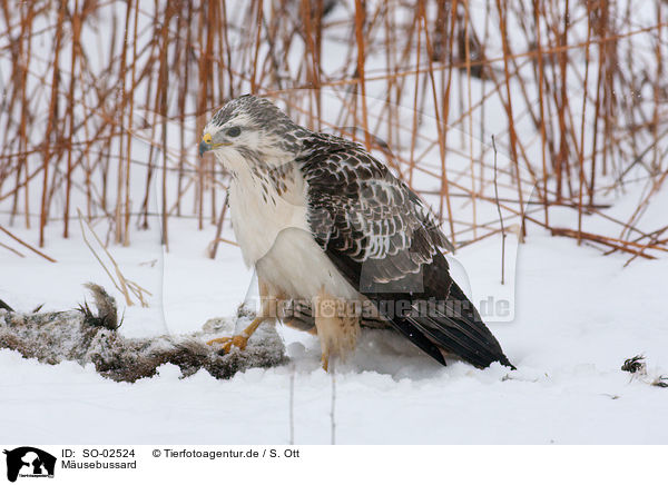 M�usebussard / SO-02524