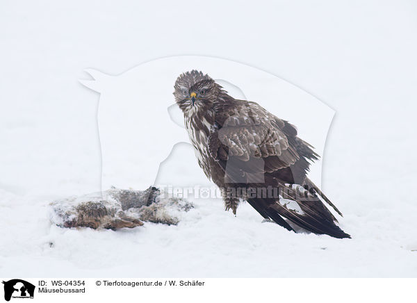 Musebussard / common Eurasian Buteo / WS-04354