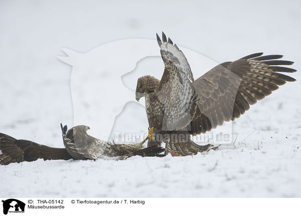 M�usebussarde / common buzzards / THA-05142