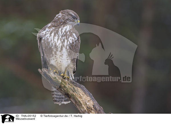 Musebussard / common buzzard / THA-05152