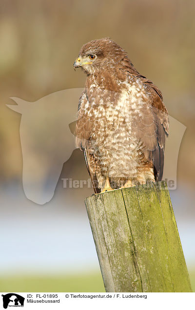 M�usebussard / FL-01895