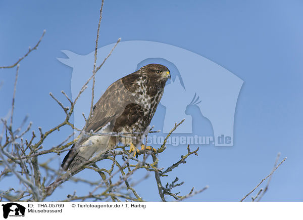 M�usebussard / THA-05769