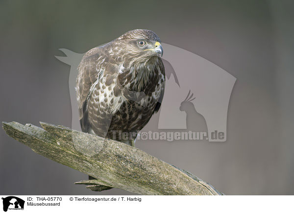 Musebussard / common buzzard / THA-05770